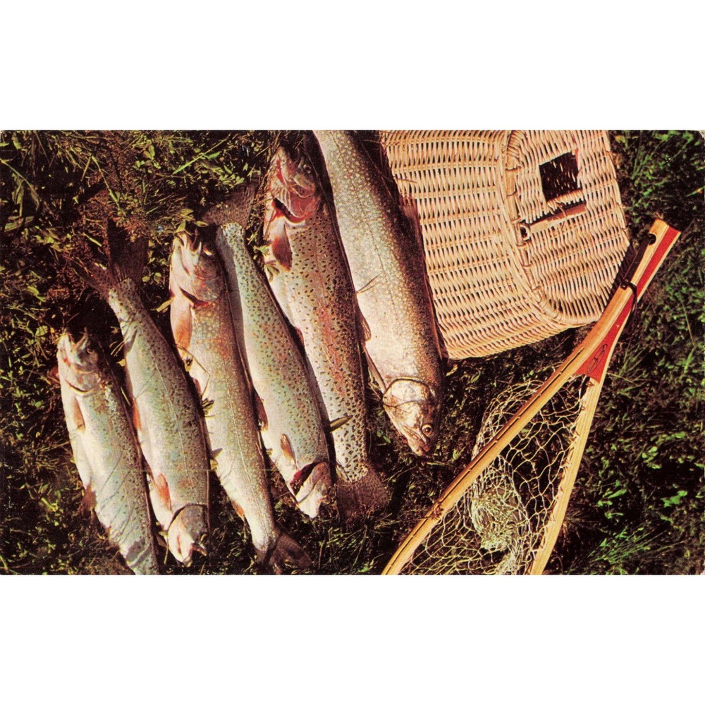 Vtg Trout Fishing Chrome Postcard Dexter Press A Good Days Catch Creel Net VG